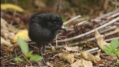 Pachay de Galápagos