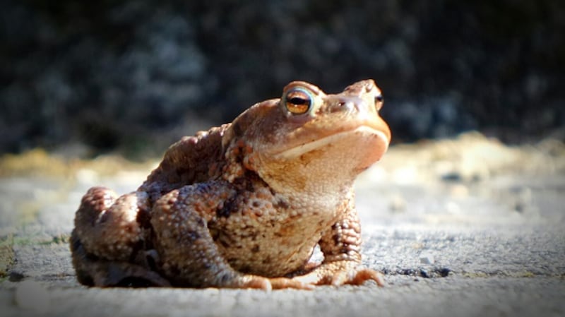 Animales relacionados a terremotos