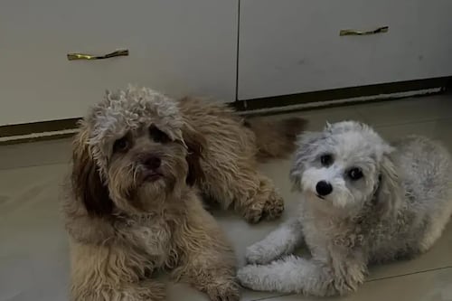 Mujer denuncia envenenamiento de sus dos perritos en Puerto Azul, Guayaquil