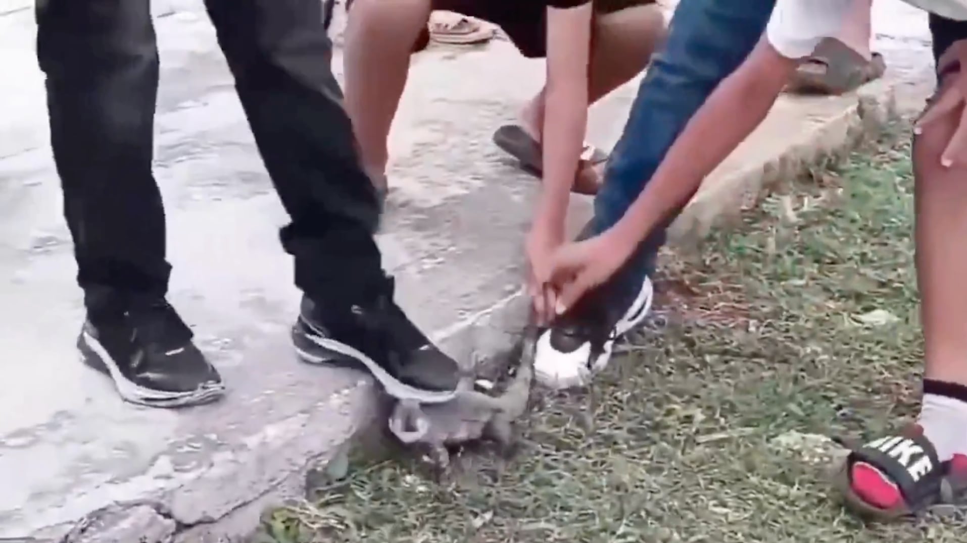 ¡Indignante! Utilizan animales vivos dentro de piñatas como tradición en Campeche, México - Fuente: Video de X