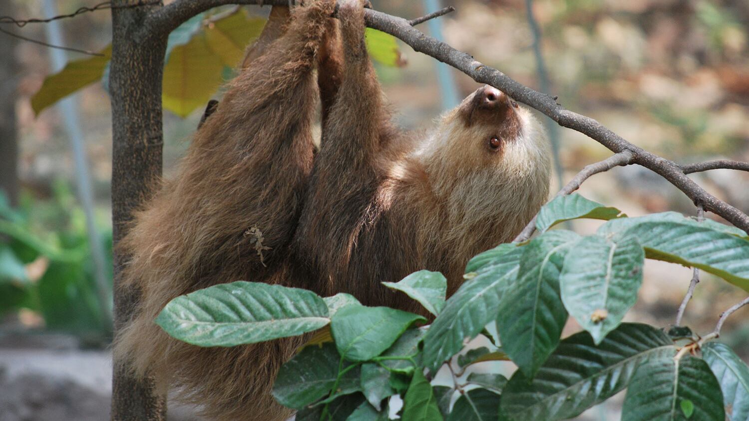 Entre los animales puestos en libertad en el Parque Nacional Yasuní pertenece a la especie de los (Perezosos).
