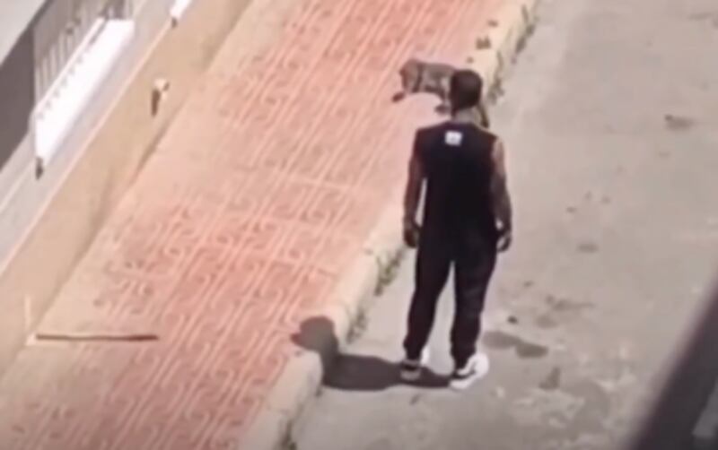 violencia vicaria en España