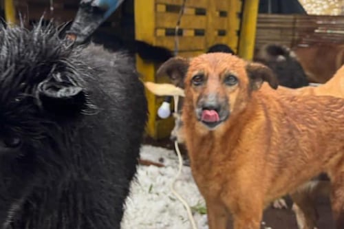 Así puedes ayudar a Fundación Lucky que perdió todo por una tormenta