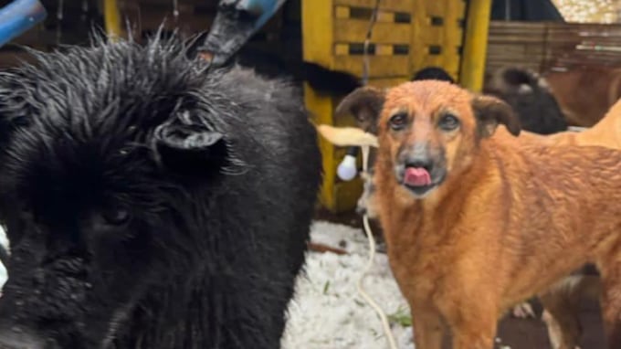 Así puedes ayudar a Fundación Lucky que perdió todo por tormenta.