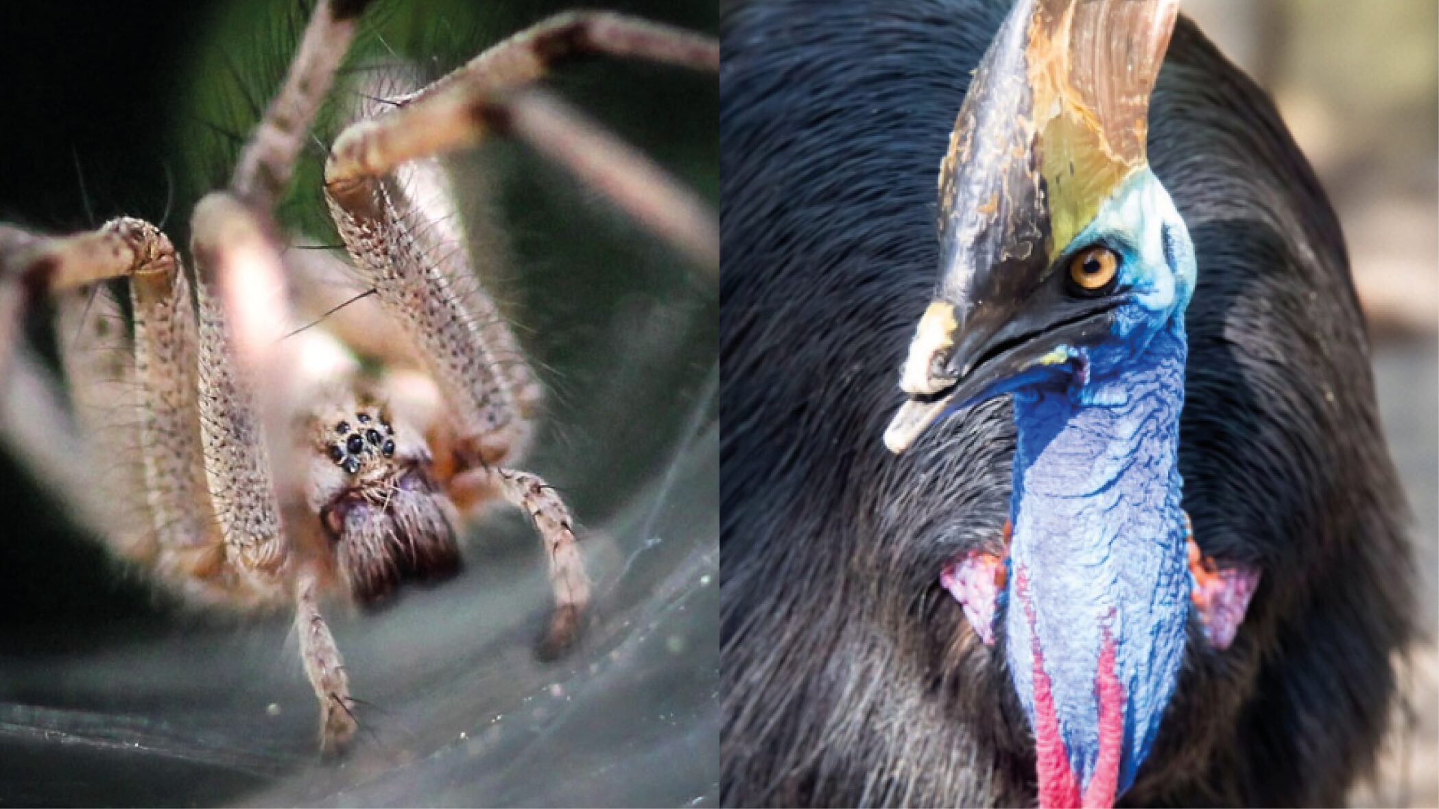 ¿Por qué Australia es la tierra del NO? Estas son las razones por las que no deberías de mudarte a este país