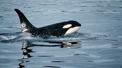 Jessica Radcliffe: así puede identificar si un video creado por IA