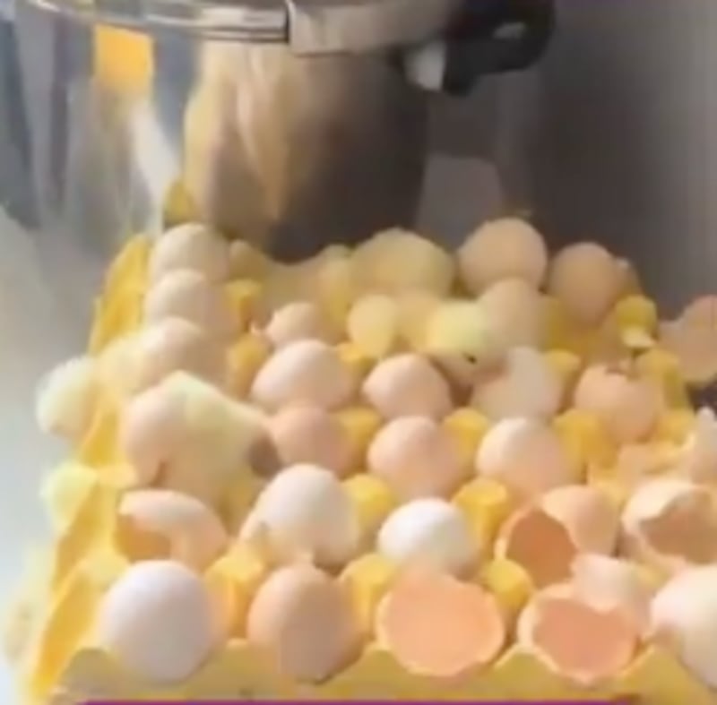 ¡Increíble pero real! 70 pollitos nacen en una cocina por el calor extremo en China