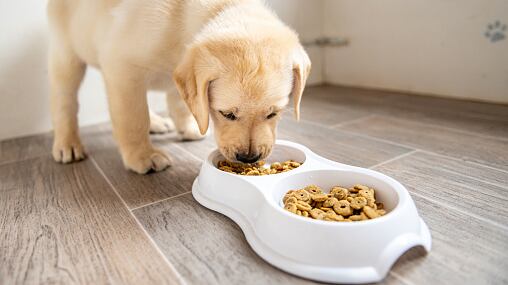 Nuevo Decreto que limina el IVA en alimentos para mascotas aplicará a partir de Febrero de 2025