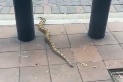 Boa que apareció en la Av. 9 de Octubre fue trasladada al Bosque Protector Cerro Blanco