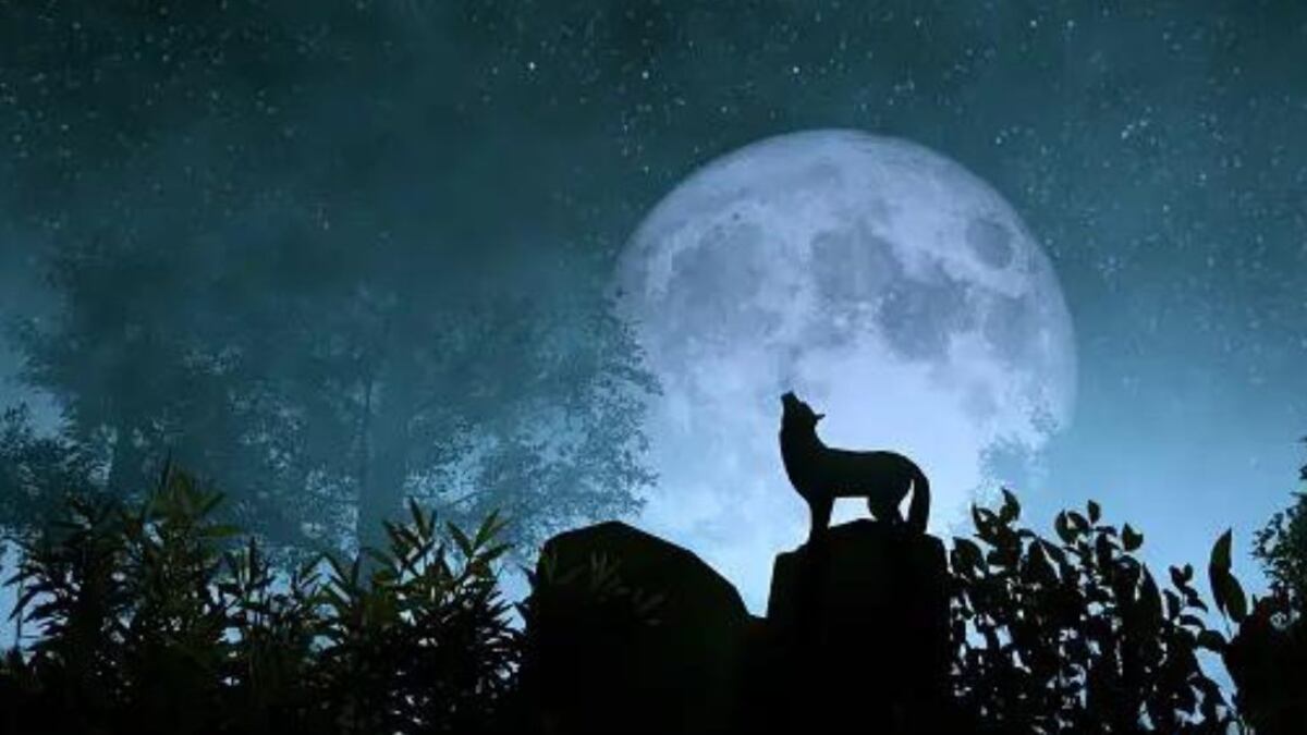 La Luna Llena de Lobo sorprenderá con su brillo: Cuándo es y por qué la llaman así