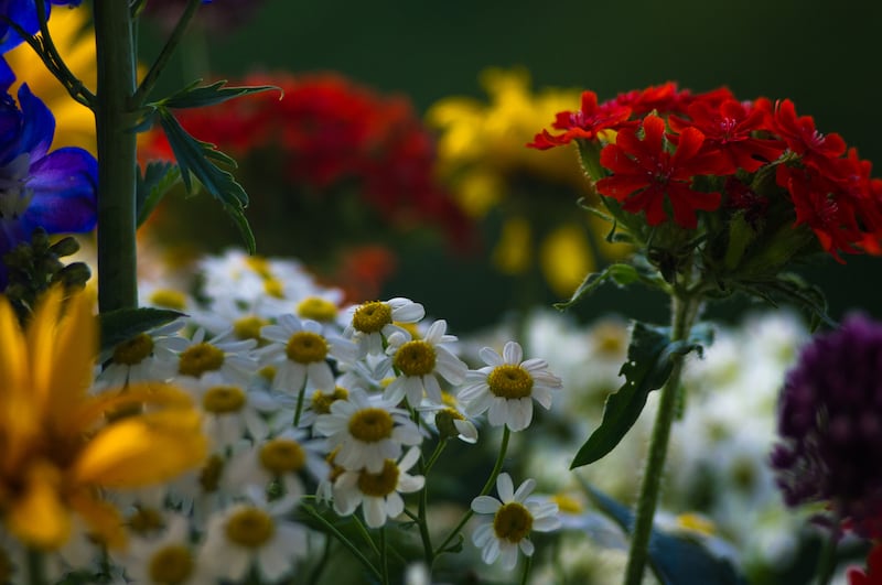 Flores con significado