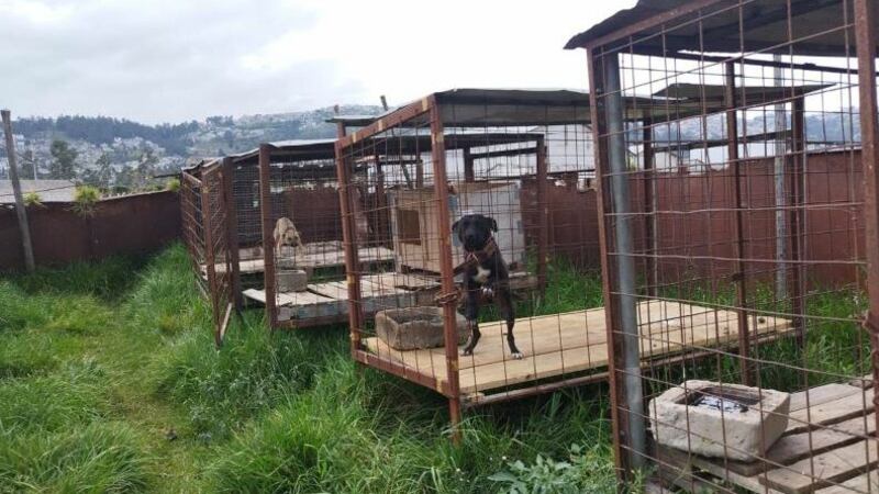 Mujer es sancionada por maltrato animal en Quito
