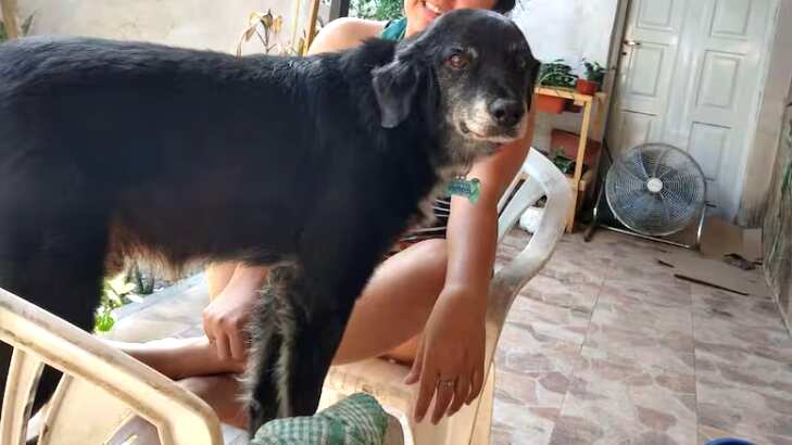 ¡Indignante! Ataron a un perrito a una moto y lo arrastraron con la intención de matarlo