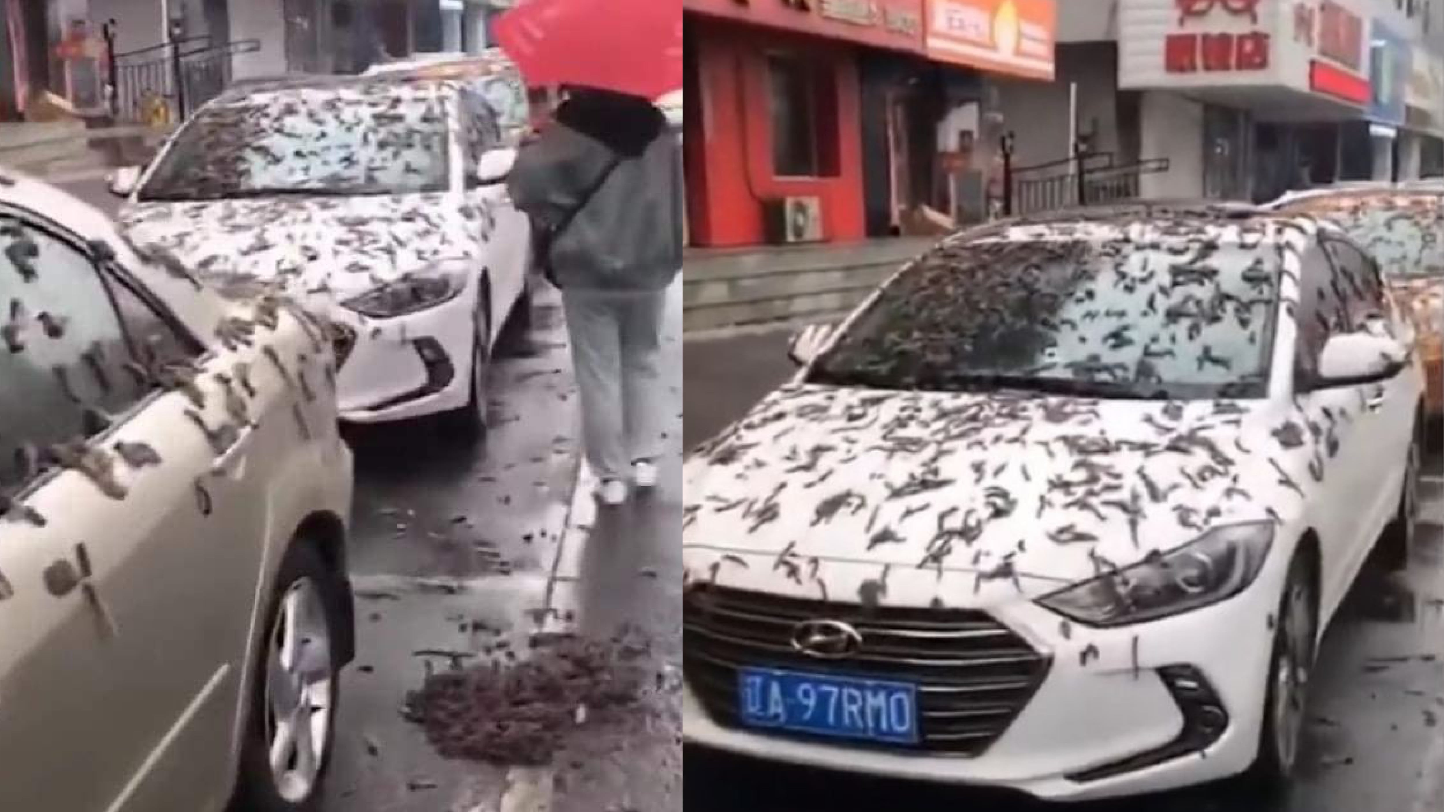 ¿Es el Apocalipsis? Caen gusanos del cielo en China y esta es la verdadera razón