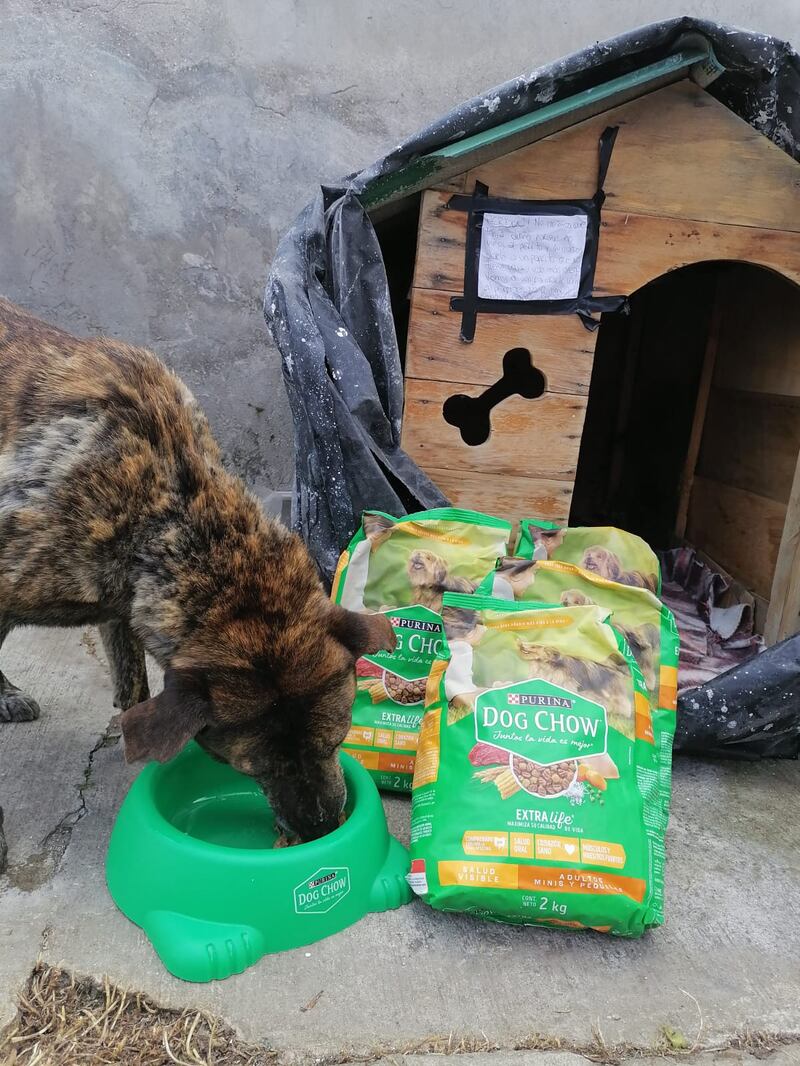 Manchas feliz con su donación de Dog Chow de Nestlé