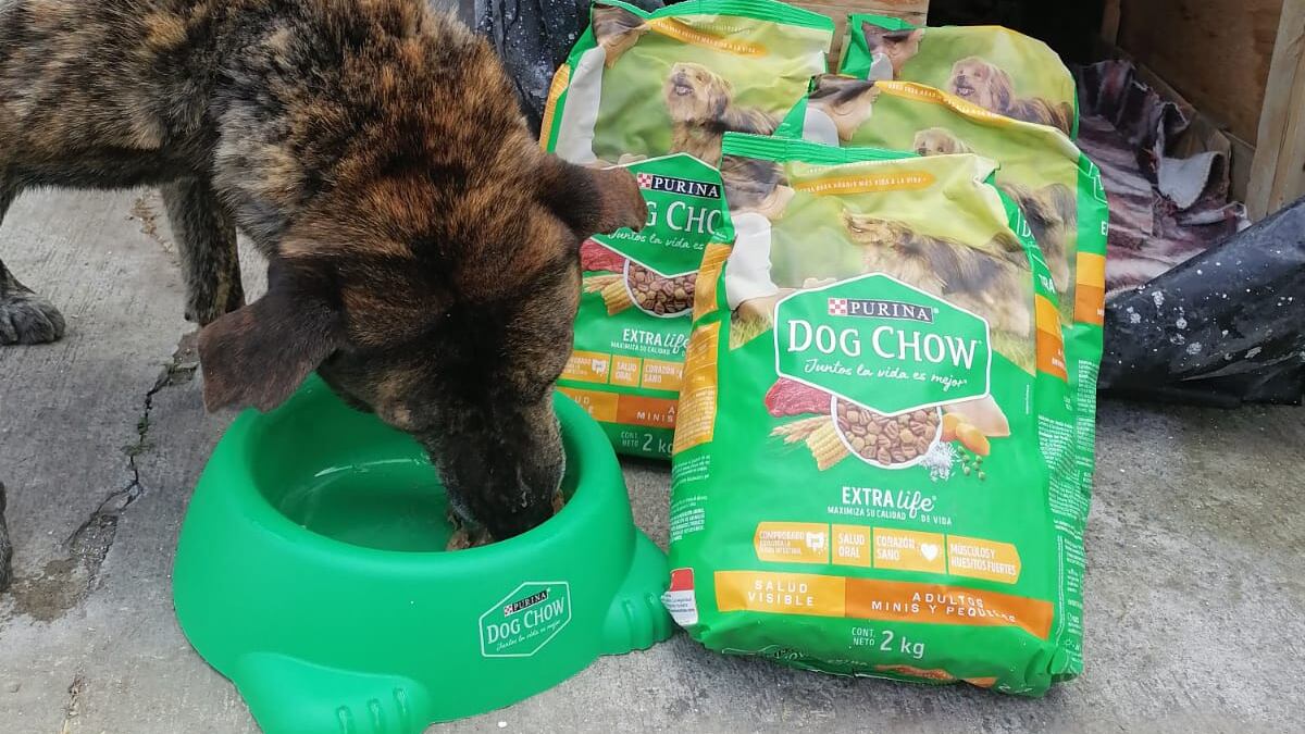Manchas feliz con su donación de Dog Chow de Nestlé