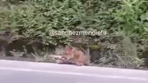 Puma falleció en la vía a Gualaceo al ser atropellado.