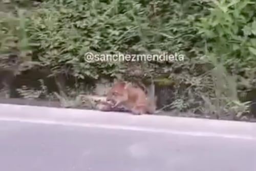 Desgarrador deceso de Puma es captado en vía a Gualaceo, el felino fue atropellado