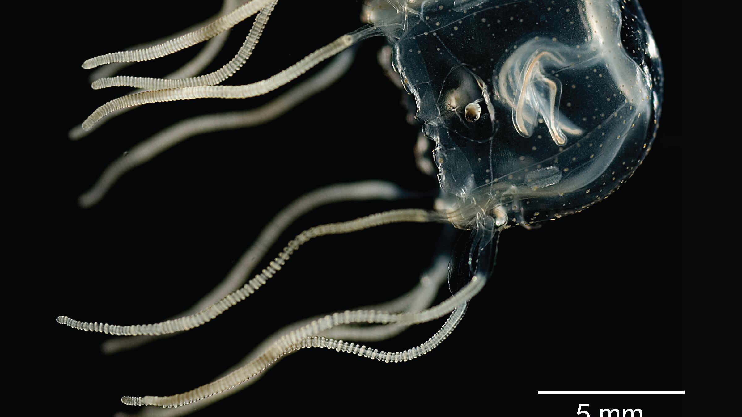 Los científicos han estudiado la Tripedalia cystophora, una pequeña especie de cubomedusas, nativa del Mar Caribe y del Indo-Pacífico central