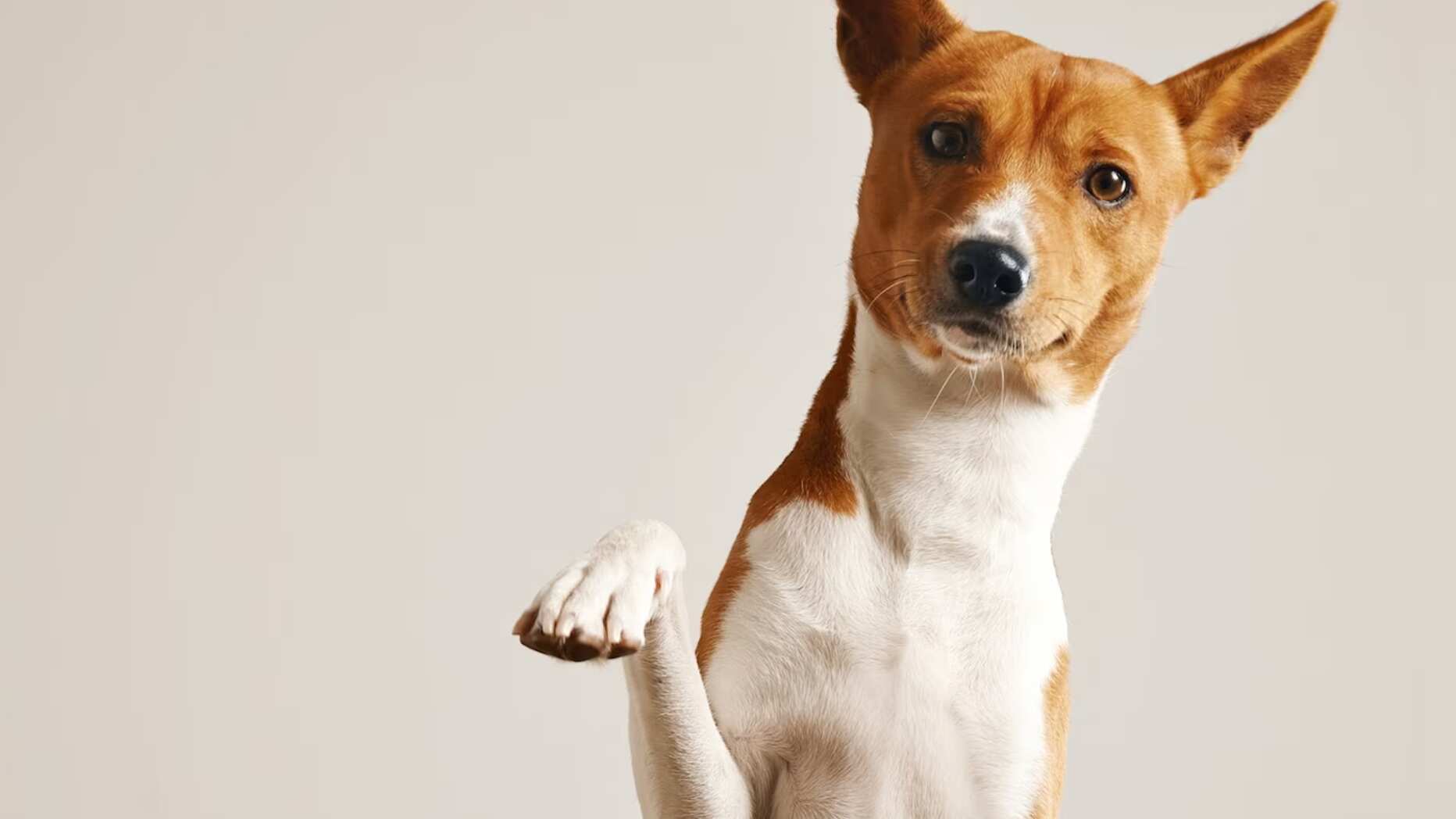 Hay que considerar, en primer lugar, el bienestar del perro