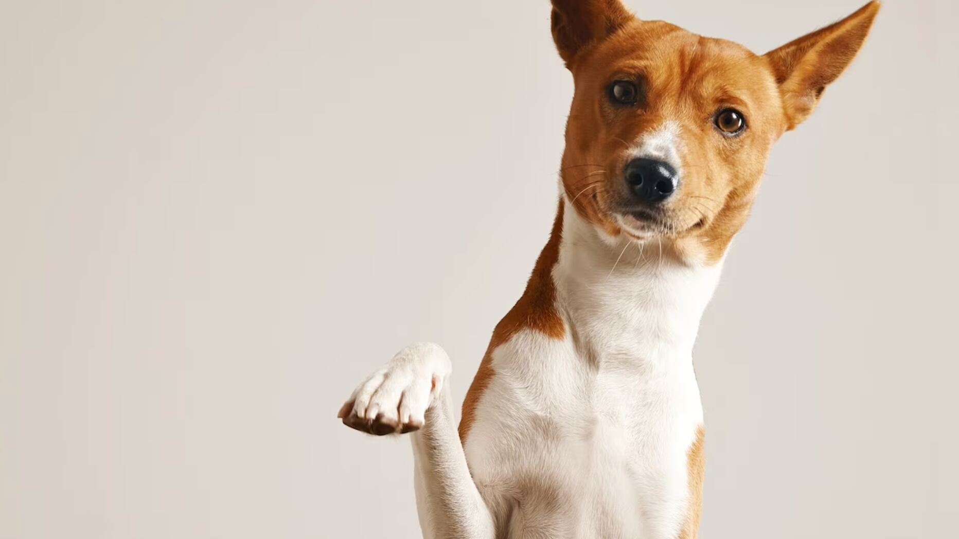 Hay que considerar, en primer lugar, el bienestar del perro