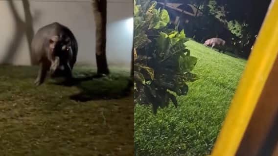 Dani Illescas se encontró cara a cara con un hipopótamo en Doradal, Colombia.