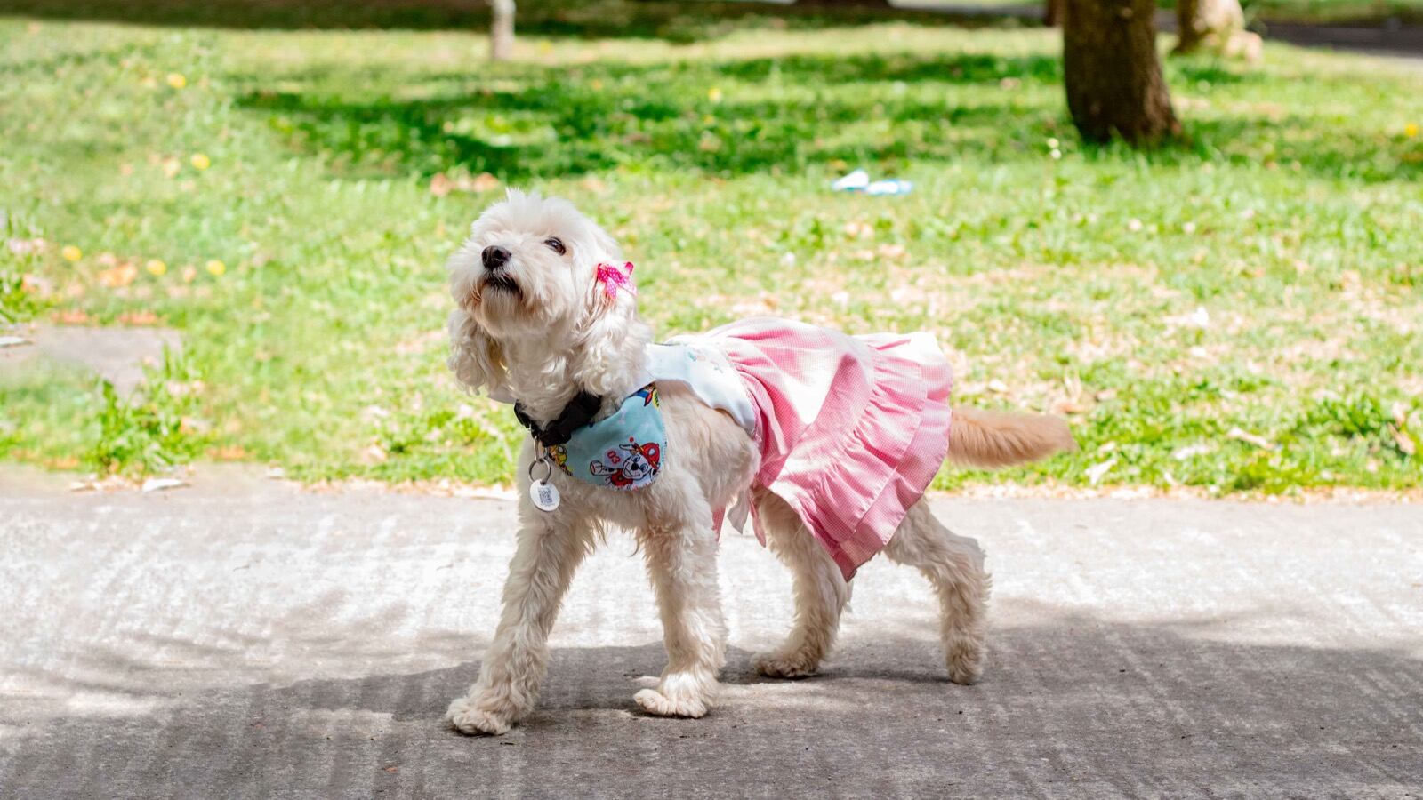 Bata, perrita rescatada