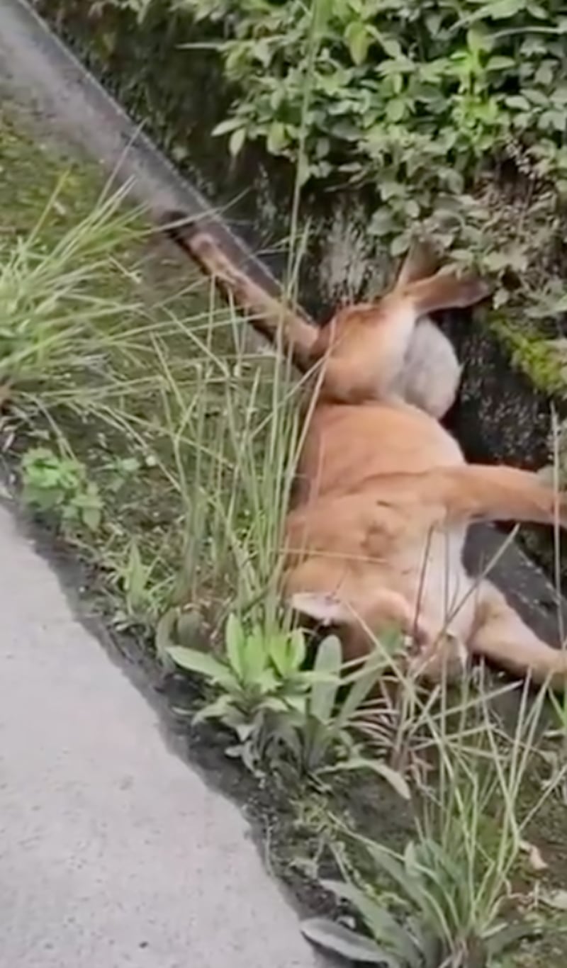 Puma falleció en la vía a Gualaceo al ser atropellado.