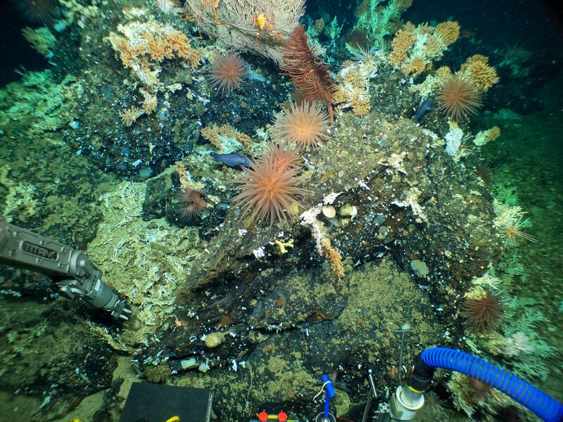 Foto de la Fundación Charles Darwin de un inmenso, antiguo y prístino arrecife de coral en las profundidades de la reserva marina de las Islas Galápagos