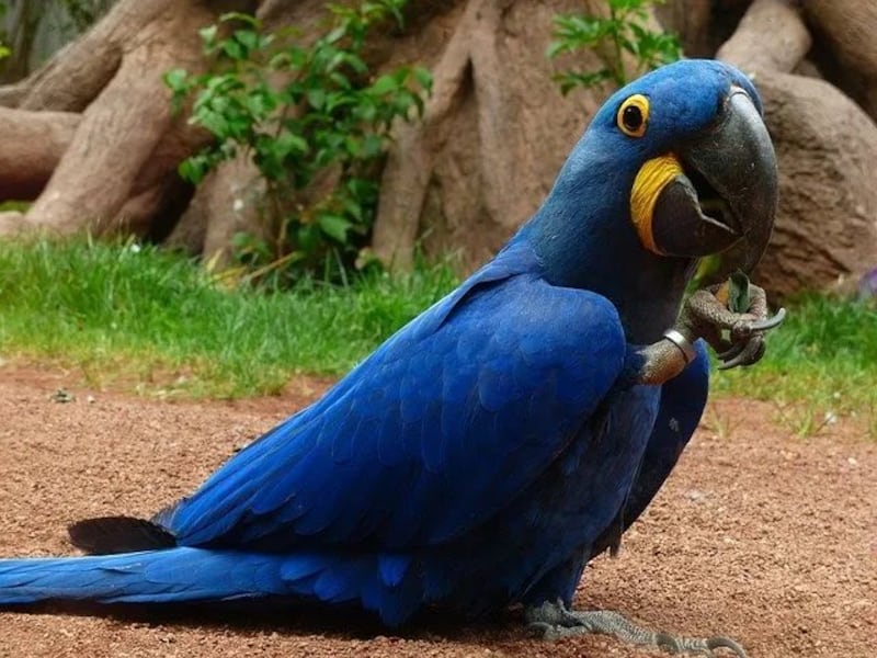 Milagro en Bélgica: nace guacamayo azul extinto en estado salvaje hace 25 años.