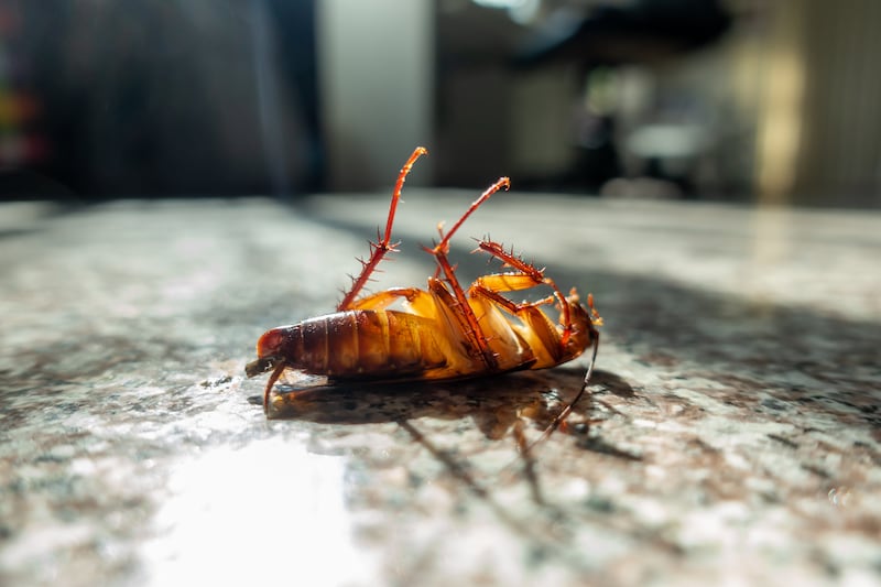 Cucaracha muerta en el suelo