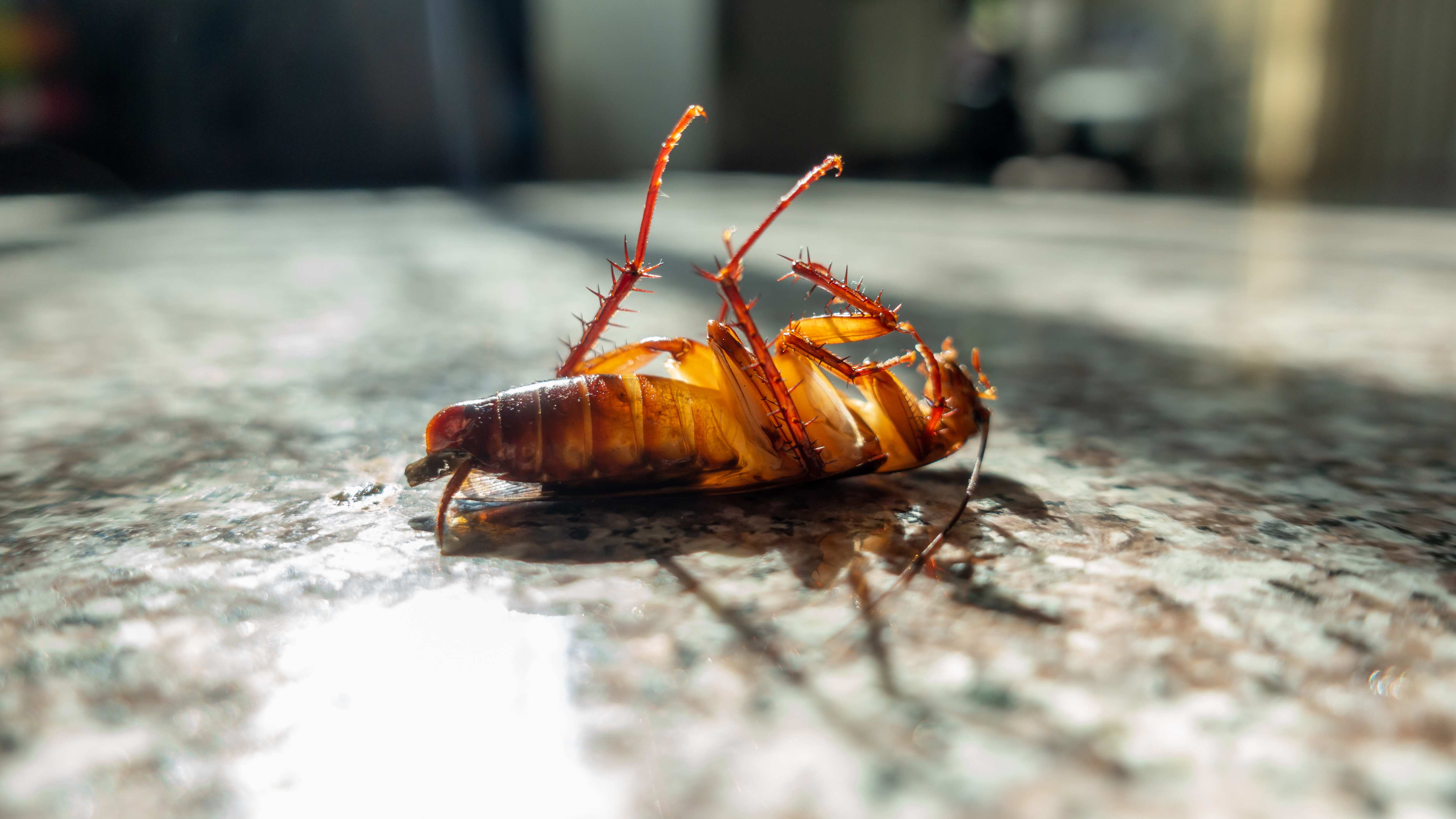 Cucaracha muerta en el suelo