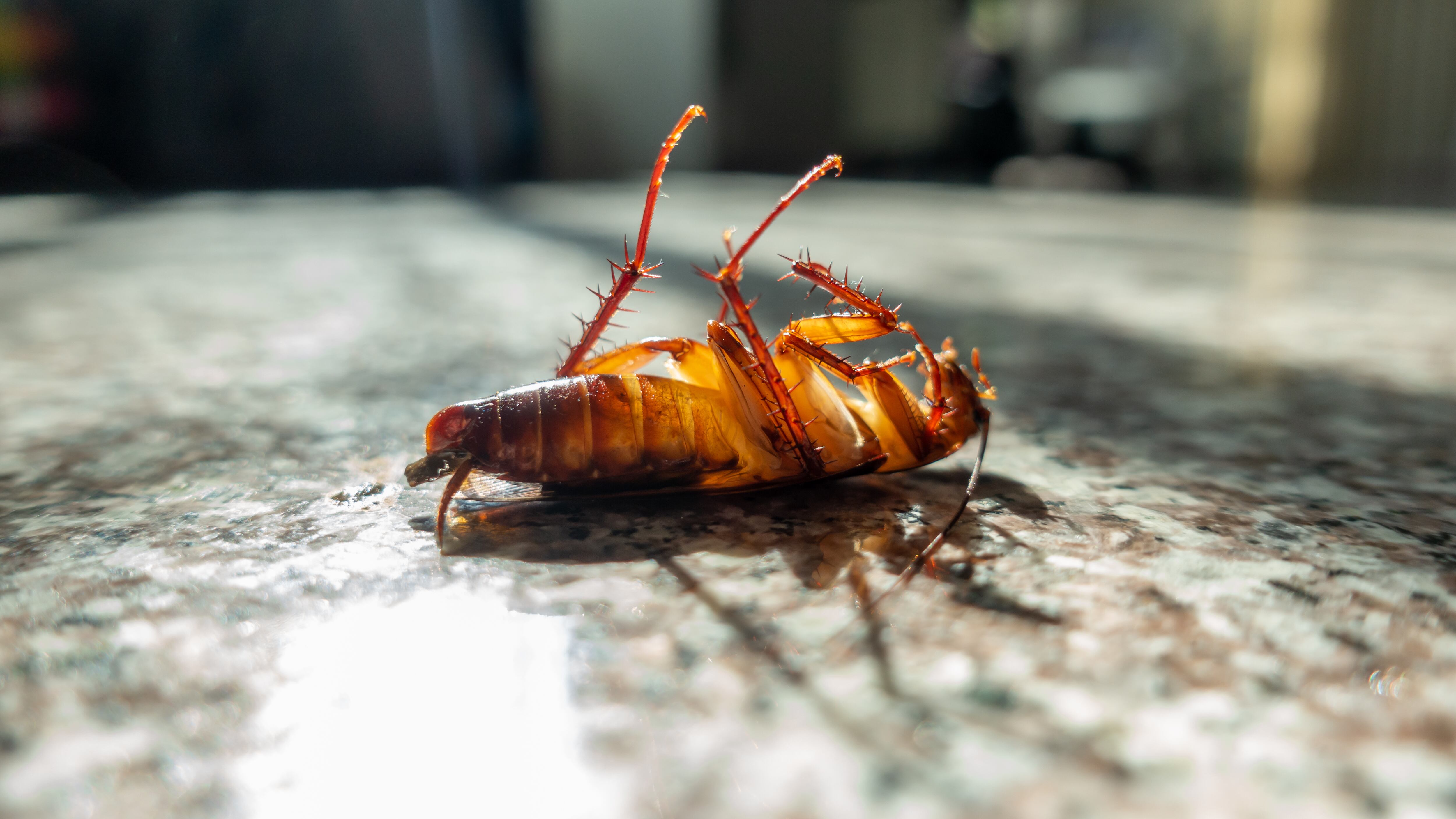Cucaracha muerta en el suelo