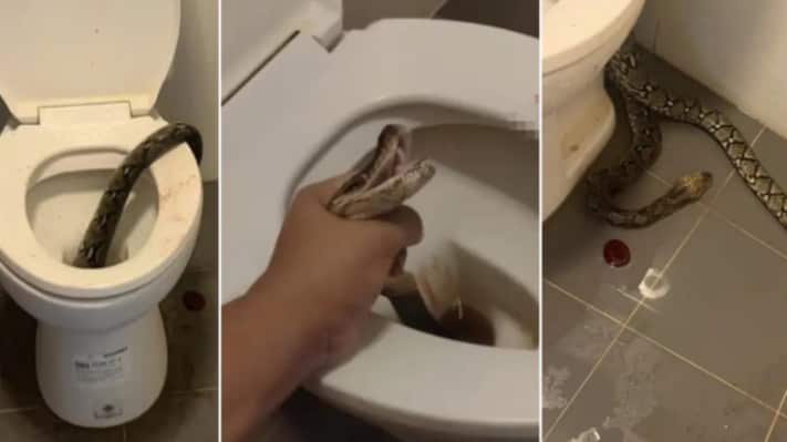 Una pitón de 3 metros y medio muerde las partes íntimas de un tailandés mientras usaba el baño
