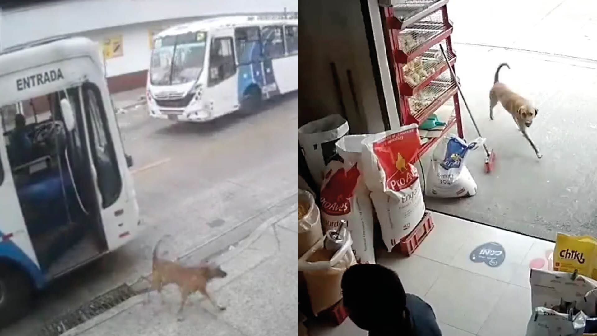 Bus 'pet friendly': Perrito tomó un bus para bajarse en una tienda en el sur de Guayaquil
