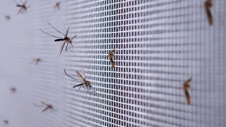 A misturinha caseira com vinagre de maçã para acabar com os mosquitos