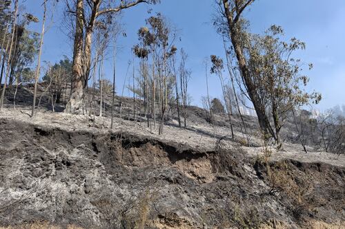 ¿Cómo será el proceso de restauración de ecosistemas afectados por incendios forestales?