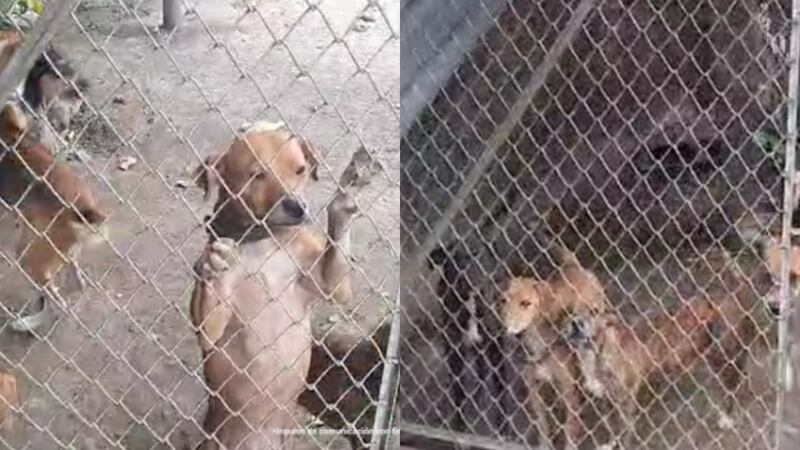 Judicialización a hombre por maltrato animal