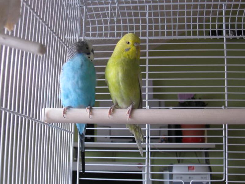 Hizo un acto heroico al liberar a estas aves