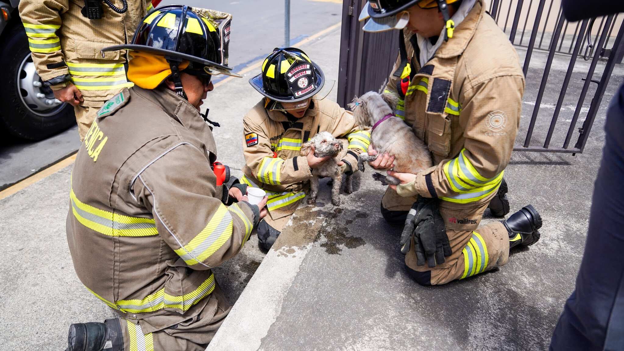 Perritos rescatados incendio Cuenca