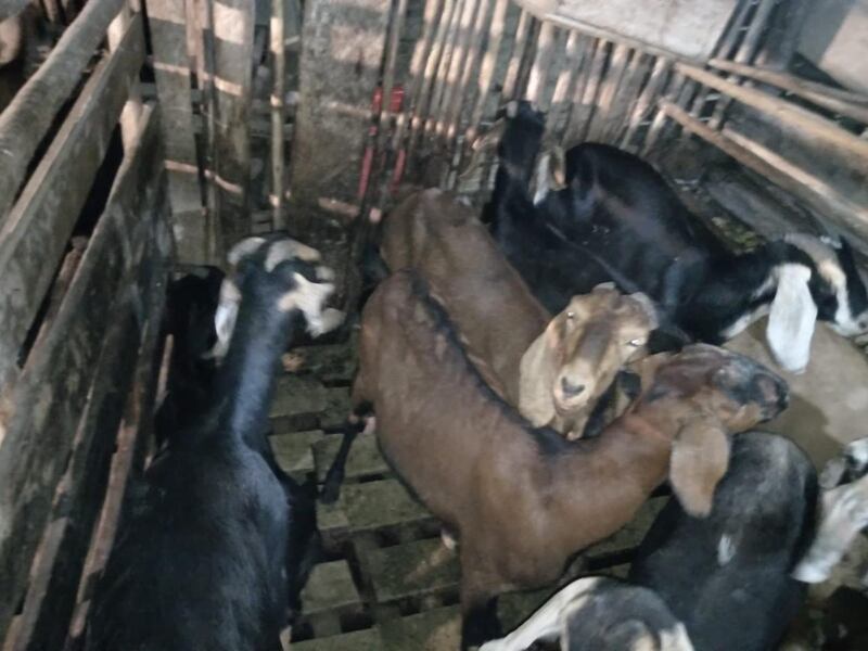 La multa que podría enfrentar ciudadano por tener un criadero con 100 chivas en hacinamiento, en Quito