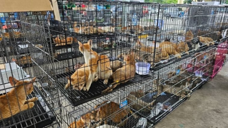 Salvan a 400 gatos robados para consumo humano; algunos ya volvieron con sus dueños