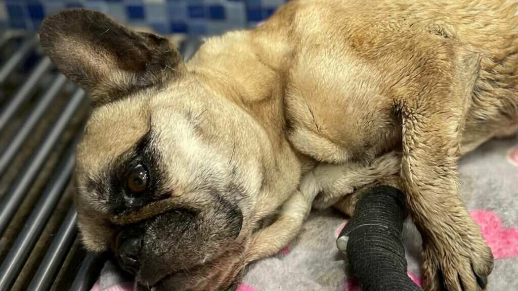 Quito: Perrita de raza bulldog francés fue arrojada a un contenedor de basura