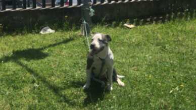 No permitieron ingreso de perros en recinto electoral