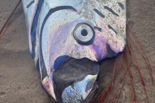 Aparece pez remo gigante en Tasmania y reaviva leyendas ancestrales