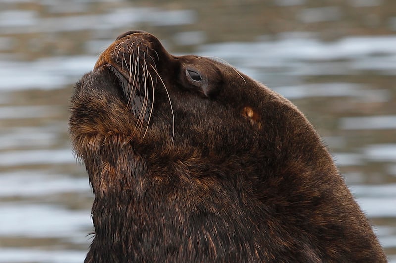 Sernapesca dio las alertas respecto del primer caso de gripe aviar de un lobo marino en Valparaíso.