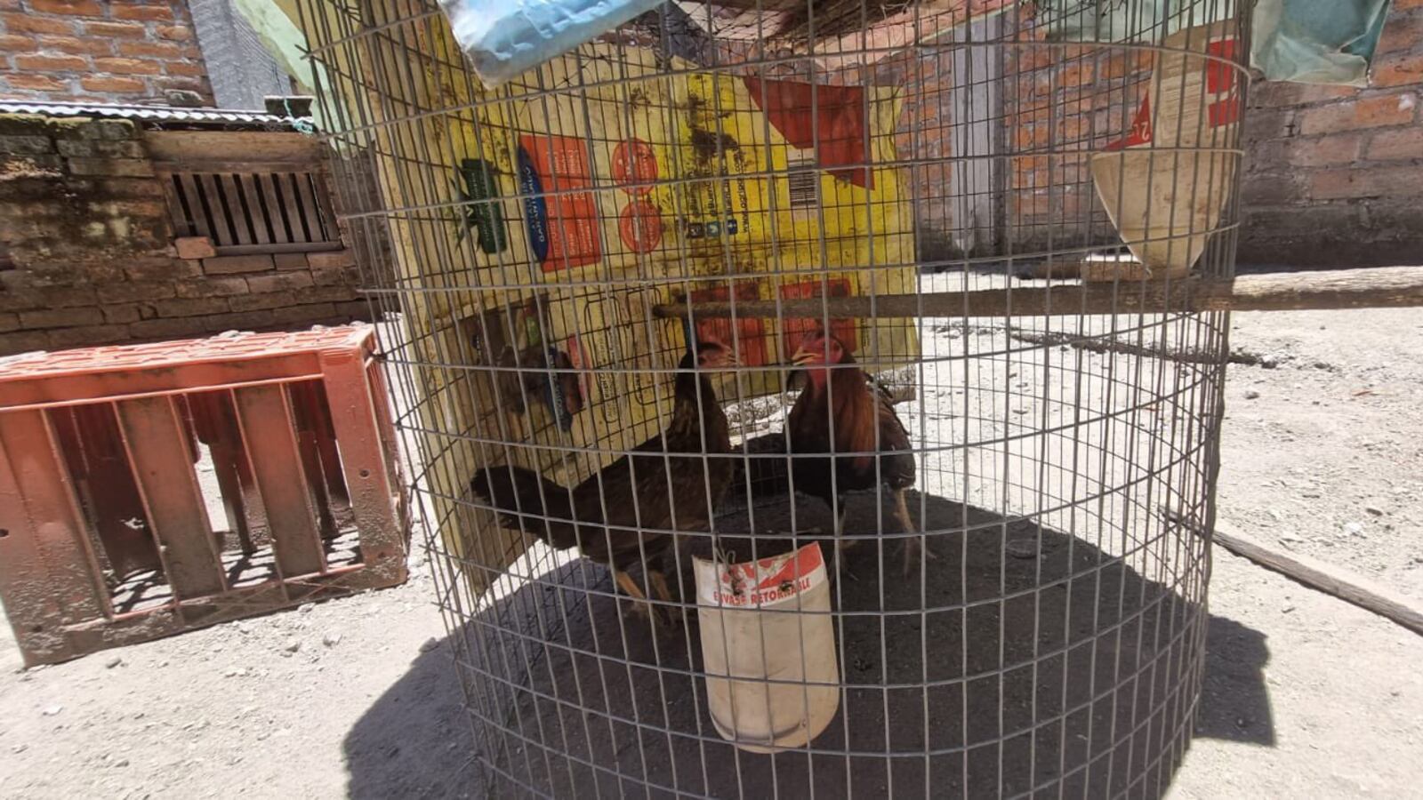 Hombre criaba gallos para peleas clandestinas en Quito: Esta es la fuerte sanción que enfrenta