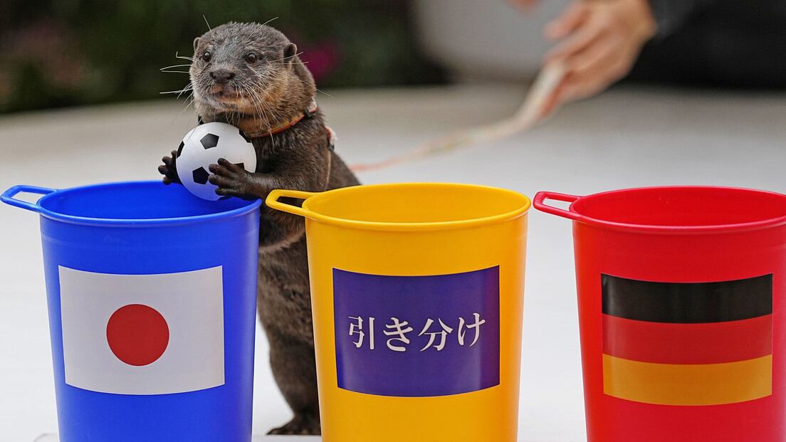 Nutria 'Taiyo'