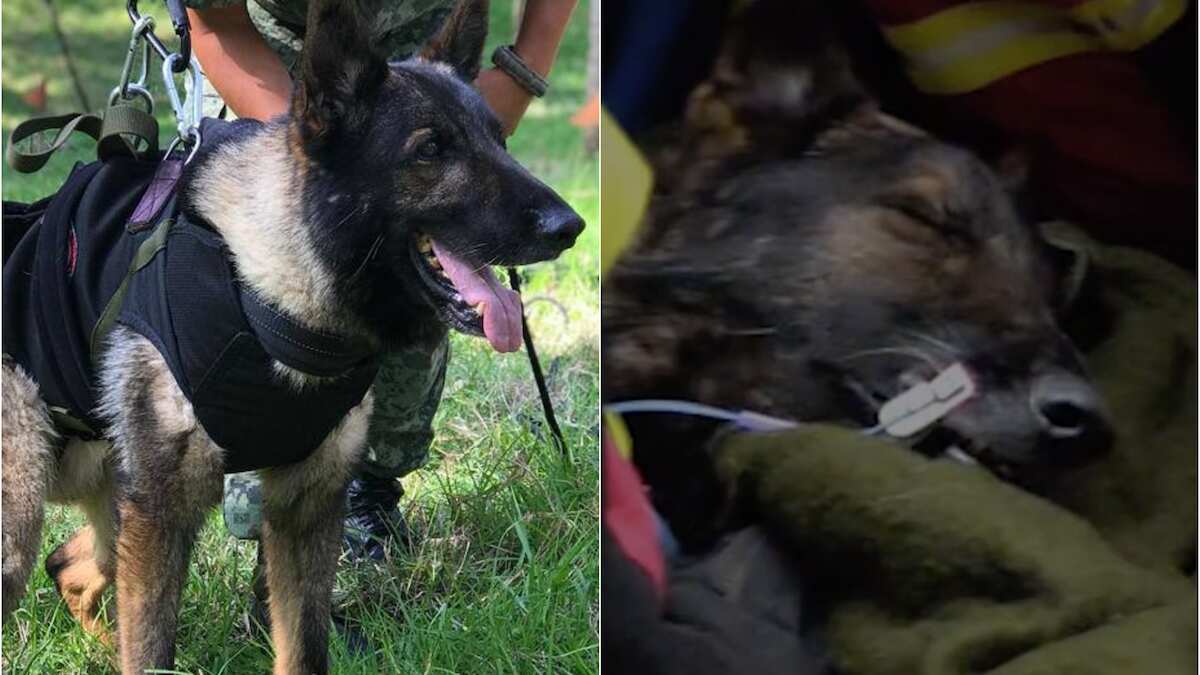El lomito fue parte de los 16 binomios caninos que viajaron a Turquía. (Especial)