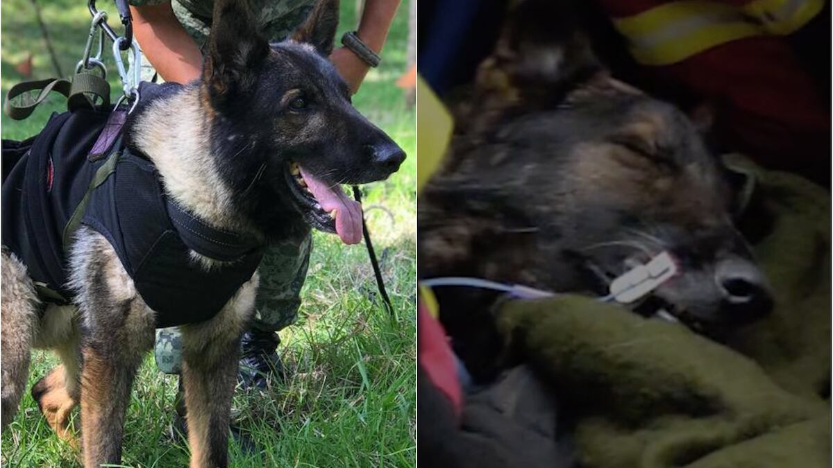 El lomito fue parte de los 16 binomios caninos que viajaron a Turquía. (Especial)